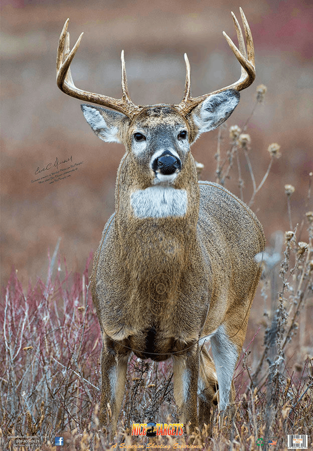 100ct Box Straight On Deer