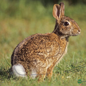 Cotton Tail Target