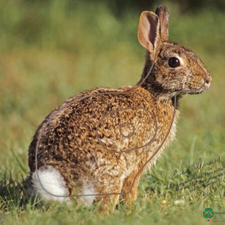 Cotton Tail Target