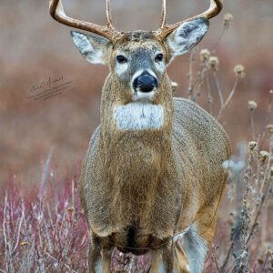 Straight Deer Target