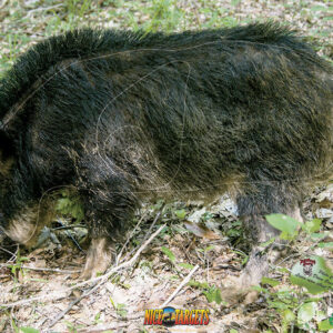 Wild Boar Target
